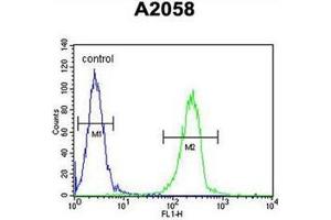 Flow cytometric analysis of A2058 cells using ENTHD1 Antibody (N-term) Cat. (ENTHD1 抗体  (N-Term))