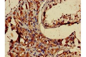 Immunohistochemistry of paraffin-embedded human testis tissue using ABIN7158591 at dilution of 1:100 (LHCGR 抗体  (AA 27-363))