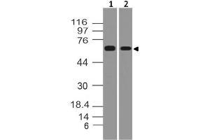 Image no. 1 for anti-TNF Receptor-Associated Factor 5 (TRAF5) (AA 42-236) antibody (ABIN5027587) (TRAF5 抗体  (AA 42-236))