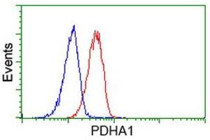 Image no. 3 for anti-Pyruvate Dehydrogenase (Lipoamide) alpha 1 (PDHA1) antibody (ABIN1500104) (PDHA1 抗体)