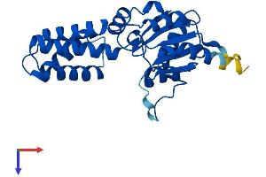 N-Acetylneuraminic Acid Phosphatase (NANP) (AA 1-248) protein (His tag)