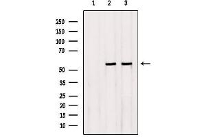 Western blot analysis of extracts from Rat heart,Hybridoma cells, using NEU4 Antibody. (Sialidase 4 抗体  (Internal Region))