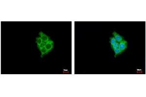ICC/IF Image MIA3 antibody [N1], N-term detects MIA3 protein at Cytoplasm by immunofluorescent analysis. (MIA3 抗体  (N-Term))