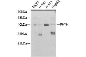 Western blot analysis of extracts of various cell lines, using PHYH antibody (ABIN6130848, ABIN6145582, ABIN6145584 and ABIN6221908) at 1:1000 dilution. (PHYH 抗体  (AA 1-338))
