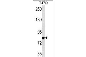 THOC1 Antibody (N-term) (ABIN1538733 and ABIN2843798) western blot analysis in T47D cell line lysates (35 μg/lane). (THOC1 抗体  (N-Term))
