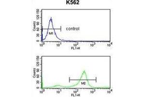 TSPAN2 Antibody (Center) flow cytometry analysis of K562 cells (bottom histogram) compared to a negative control cell (top histogram). (Tetraspanin 2 抗体  (Middle Region))