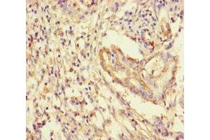 Immunohistochemistry (IHC) image for anti-14-3-3 gamma (YWHAG1) (AA 113-194) antibody (ABIN7142095)