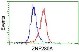 ZNF280A 抗体  (AA 1-333)