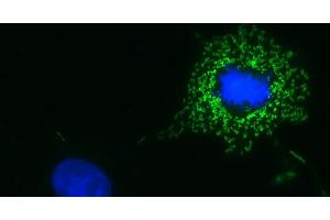 anti-mEos antibody (Atto 488)