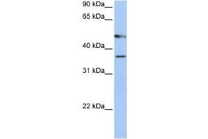 Western Blotting (WB) image for anti-Forkhead Box D4 (FOXD4) antibody (ABIN2459142) (FOXD4 抗体)