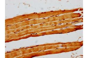 IHC image of nforHU diluted at 1:14 and staining in paraffin-embedded human skeletal muscle tissue performed on a Leica BondTM system. (Histone H1.3 抗体  (AA 137-149))