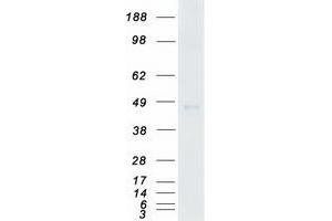 Western Blotting (WB) image for Casein Kinase 1, gamma 3 (CSNK1G3) (Transcript Variant 2) protein (Myc-DYKDDDDK Tag) (ABIN2712580)