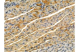 ABIN7095232 and ABIN7099289 at 1/100 staining rat muscle tissue by IHC-P.