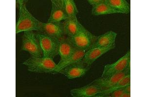 IF analysis of GWL/MASTL using anti-GWL/MASTL antibody (ABIN7600309) and anti-Tubulin Alpha antibody (ABIN7600339). (MASTL 抗体  (AA 179-872))
