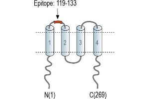 Representative domain view of the target of ABIN7885086.