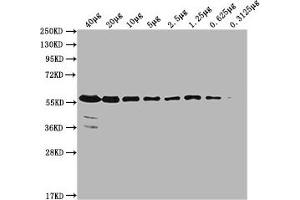 Western Blotting (WB) image for anti-Pyruvate Kinase M1/2 (PKM) (AA 2-531) antibody (ABIN7166916)