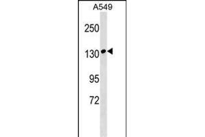 MYBPC1 Antibody (Center) (ABIN1538609 and ABIN2848927) western blot analysis in A549 cell line lysates (35 μg/lane). (MYBPC1 抗体  (AA 750-778))