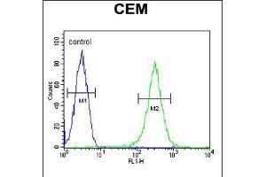 Flow cytometric analysis of CEM cells (right histogram) compared to a negative control cell (left histogram). (INPP5B 抗体  (C-Term))