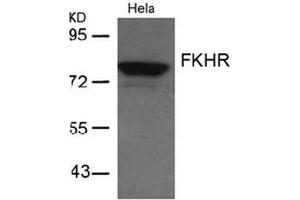 Image no. 2 for anti-Forkhead Box O1 (FOXO1) (AA 254-258) antibody (ABIN197334) (FOXO1 抗体  (AA 254-258))