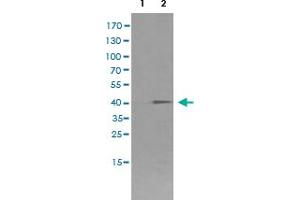 Western Blot analysis of HEK293T cells (Lane 1: transfected with pCMV6-ENTRY control and Lane 2: transfected with pCMV6-ENTRY FCGR1A cDNA) with FCGR1A monoclonal antibody, clone 3D3 . (FCGR1A 抗体)