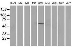 Image no. 3 for anti-Tumor Protein P53 (TP53) antibody (ABIN1499970) (p53 抗体)