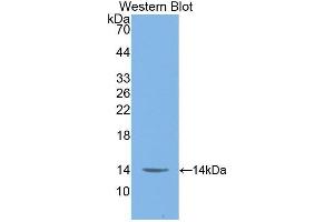 Western Blotting (WB) image for anti-Macrophage Migration Inhibitory Factor (Glycosylation-Inhibiting Factor) (MIF) (AA 4-112) antibody (ABIN1859825) (MIF 抗体  (AA 4-112))