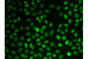 Immunofluorescence analysis of U2OS cells using Nono antibody. (NONO 抗体  (AA 1-300))