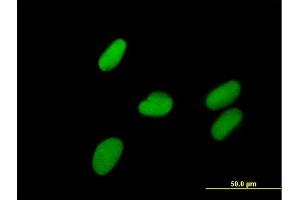Immunofluorescence of purified MaxPab antibody to ZNF599 on HepG2 cell. (ZNF599 抗体  (AA 1-588))