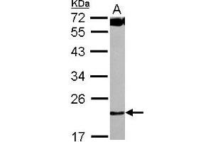 Western Blotting (WB) image for anti-Chromosome 4 Open Reading Frame 43 (C4orf43) (AA 1-192) antibody (ABIN1497058) (C4orf43 抗体  (AA 1-192))