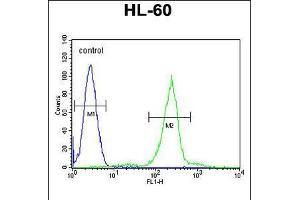 Flow cytometric analysis of HL-60 cells (right histogram) compared to a negative control cell (left histogram). (C1QC 抗体  (AA 93-120))