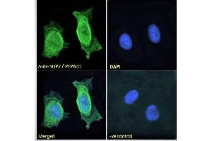 ABIN184604 Immunofluorescence analysis of paraformaldehyde fixed HeLa cells, permeabilized with 0. (PTPN11 抗体  (C-Term))
