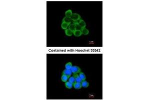 ICC/IF Image Immunofluorescence analysis of methanol-fixed A431, using PECR, antibody at 1:200 dilution. (PECR 抗体  (C-Term))
