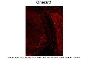 Sample Type: Frozen section of mouse embryo at et12. (ONECUT1 抗体  (C-Term))