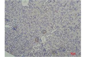Immunohistochemistry (IHC) analysis of paraffin-embedded Mouse Kidney Tissue using TBP/TATA Binding Protein Mouse Monoclonal Antibody diluted at 1:200. (TBP 抗体)
