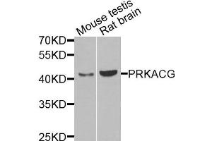 Western blot analysis of extracts of mouse testis and rat brain cells, using PRKACG antibody. (PRKACG 抗体)