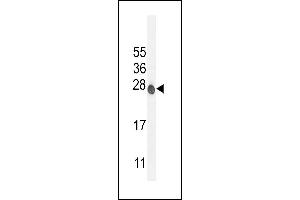 ATP6V0C Antibody (C-term) (ABIN654427 and ABIN2844163) western blot analysis in mouse NIH-3T3 cell line lysates (35 μg/lane). (ATP6V0C 抗体  (C-Term))