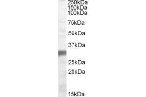 Western Blotting (WB) image for anti-Egl-9 Family Hypoxia Inducible Factor 3 (EGLN3) (AA 108-119) antibody (ABIN290303) (EGLN3 抗体  (AA 108-119))
