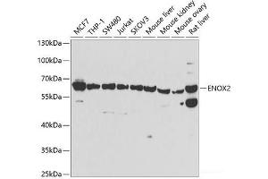 Western blot analysis of extracts of various cell lines using ENOX2 Polyclonal Antibody at dilution of 1:1000. (ENOX2 抗体)