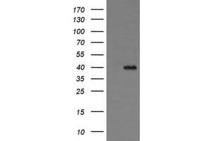 Image no. 1 for anti-THUMP Domain Containing 1 (THUMPD1) antibody (ABIN1501384) (THUMPD1 抗体)