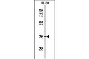 Western blot analysis of PEX14 Antibody in HL-60 cell line lysates (35ug/lane) (PEX14 抗体  (C-Term))