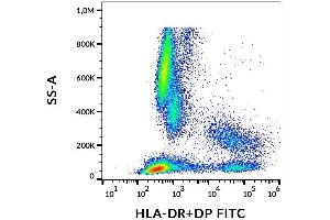 Surface staining of human peripheral blood with anti-HLA-DR+DP (HL-38) FITC. (HLA-DP/DR 抗体  (FITC))