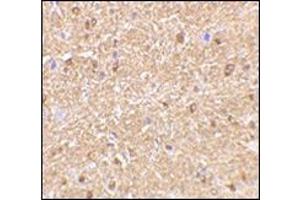 Immunohistochemistry of NogoA in mouse brain tissue with this product at 2. (Reticulon 4 抗体  (Isoform 1, N-Term))