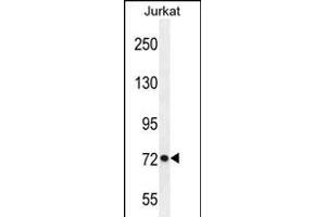 PCDHGC3 Antibody (Center) (ABIN654100 and ABIN2843984) western blot analysis in Jurkat cell line lysates (35 μg/lane). (Protocadherin gamma Subfamily C, 3 (PCDHGC3) (AA 511-539) 抗体)