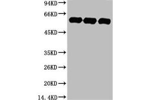Western blot analysis of 1) Hela, 2) Rat BrianTissue, 3) Mouse Brain Tissue, diluted at 1:5000. (TUBA1A 抗体)