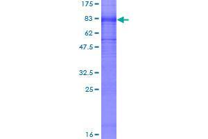 KCNA1 Protein (AA 1-495) (GST tag)