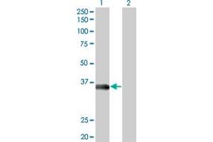 Western Blot analysis of MSI2 expression in transfected 293T cell line by MSI2 monoclonal antibody (M09), clone 3C6. (MSI2 抗体  (AA 1-328))