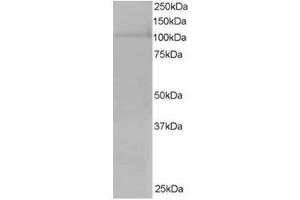 Image no. 1 for anti-Exportin 7 (XPO7) (C-Term) antibody (ABIN374396) (Exportin 7 抗体  (C-Term))