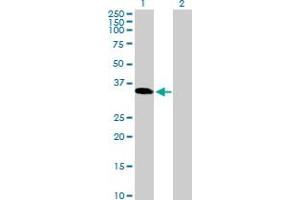 Western Blot analysis of TGIF2LX expression in transfected 293T cell line by TGIF2LX MaxPab polyclonal antibody. (TGIF2LX 抗体  (AA 1-241))