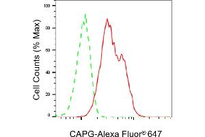 Flow cytometric analysis of CAPG expression in C2C12 cells using CAPG antibody (ABIN7797864), 1:2,000).