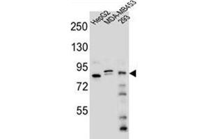 Western Blotting (WB) image for anti-KAT8 Regulatory NSL Complex Subunit 3 (KANSL3) (AA 401-431), (Middle Region) antibody (ABIN953055)